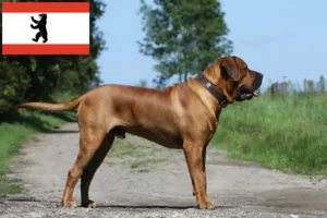 Scopri di più sull'articolo Allevatori di Tosa e cuccioli a Berlino