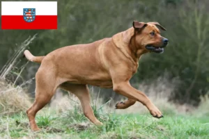Scopri di più sull'articolo Allevatori di Tosa e cuccioli in Turingia