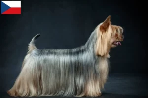 Scopri di più sull'articolo Allevatori di Australian Silky Terrier e cuccioli nella Repubblica Ceca