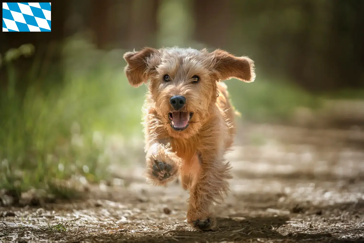 Cuccioli di Basset fauve de Bretagne e allevatori Baviera Trova gli allevatori di Basset fauve de Bretagne in Baviera.