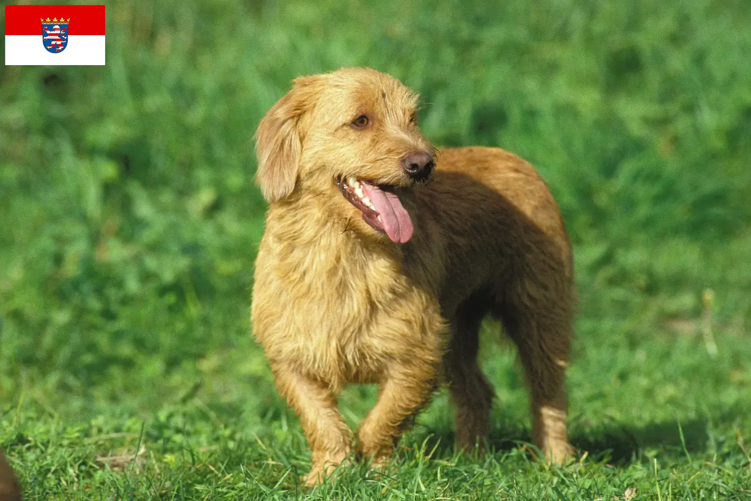 Cuccioli di Basset fauve de Bretagne e allevatori Hessen Qui potete trovare gli allevatori di Basset fauve de Bretagne in Assia.