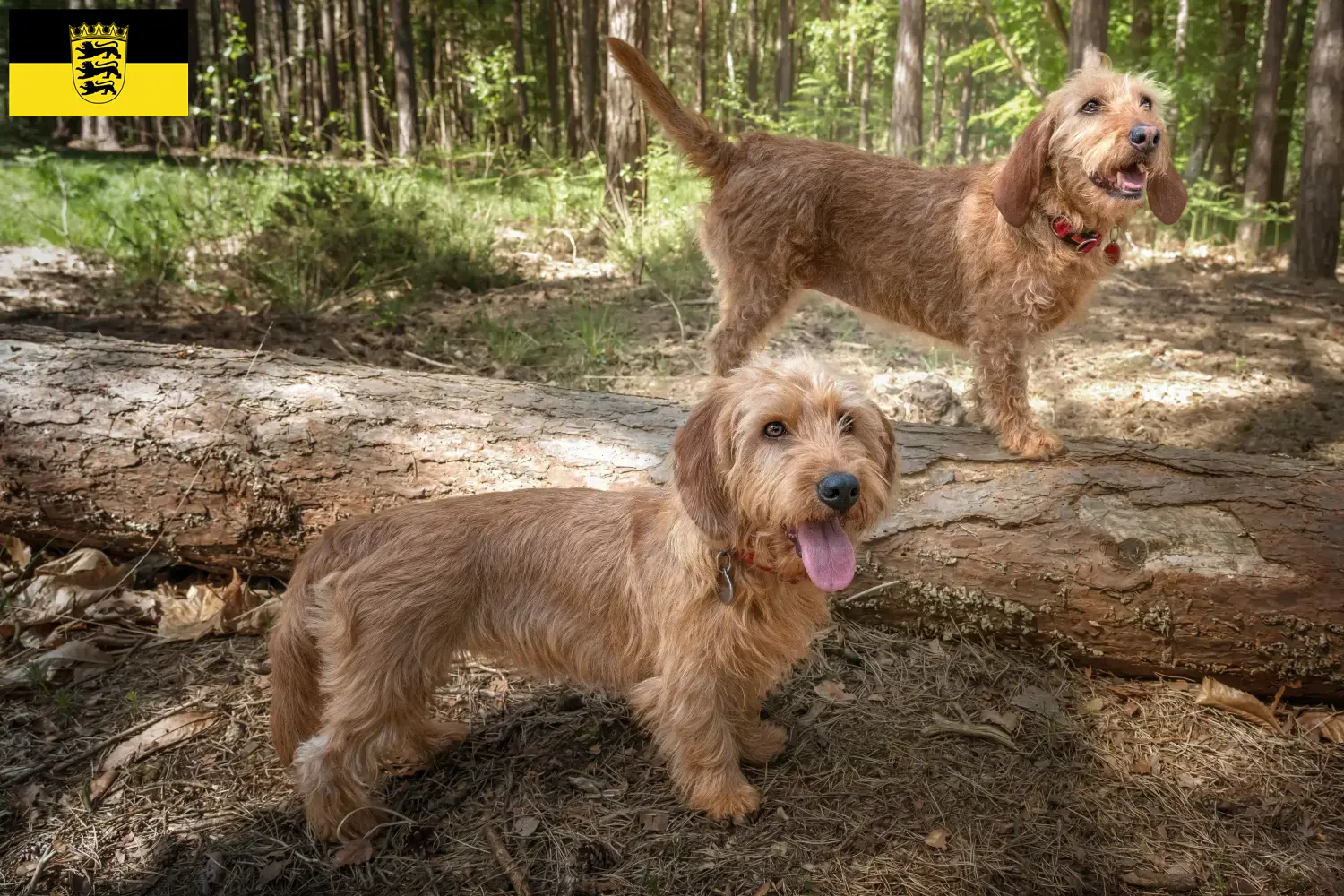 Cuccioli di Basset fauve de Bretagne e allevatori Baden-Württemberg Qui potete trovare gli allevatori di Basset fauve de Bretagne nel Baden-Württemberg.