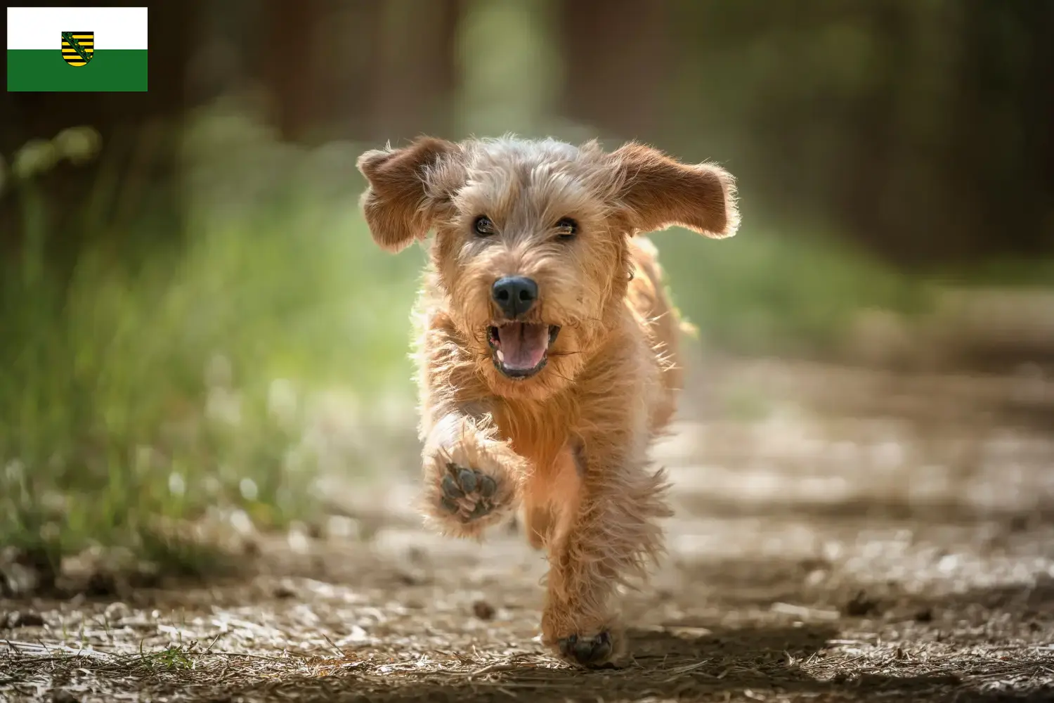 Cuccioli di Basset fauve de Bretagne e allevatore Sassonia Qui troverete gli allevatori di Basset fauve de Bretagne in Sassonia.