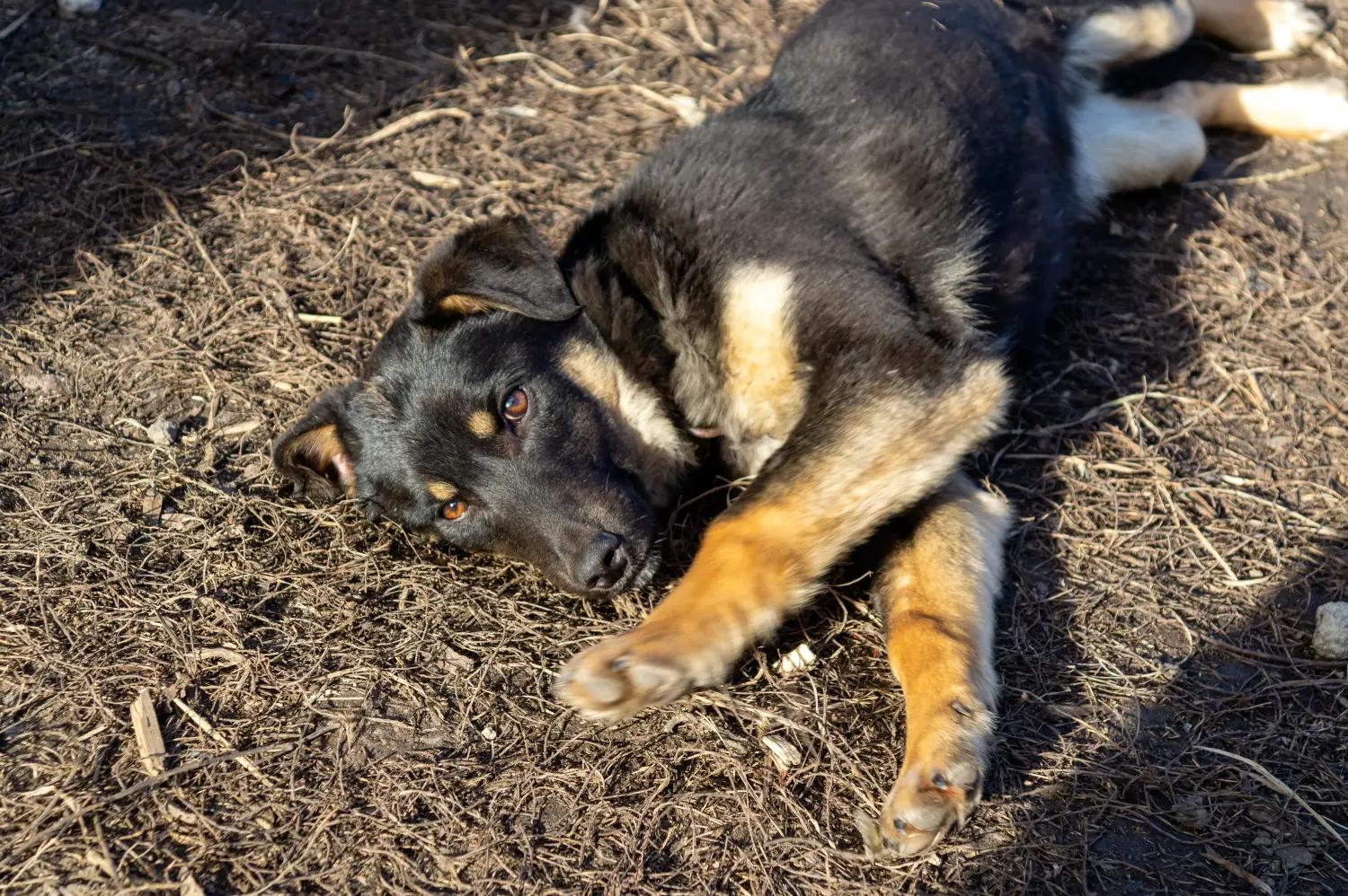 Acquistare un cucciolo di Beauceron significa assumersi delle responsabilità! Comprare cuccioli di Beauceron.