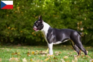 Scopri di più sull'articolo Allevatori di Boston Terrier e cuccioli in Repubblica Ceca