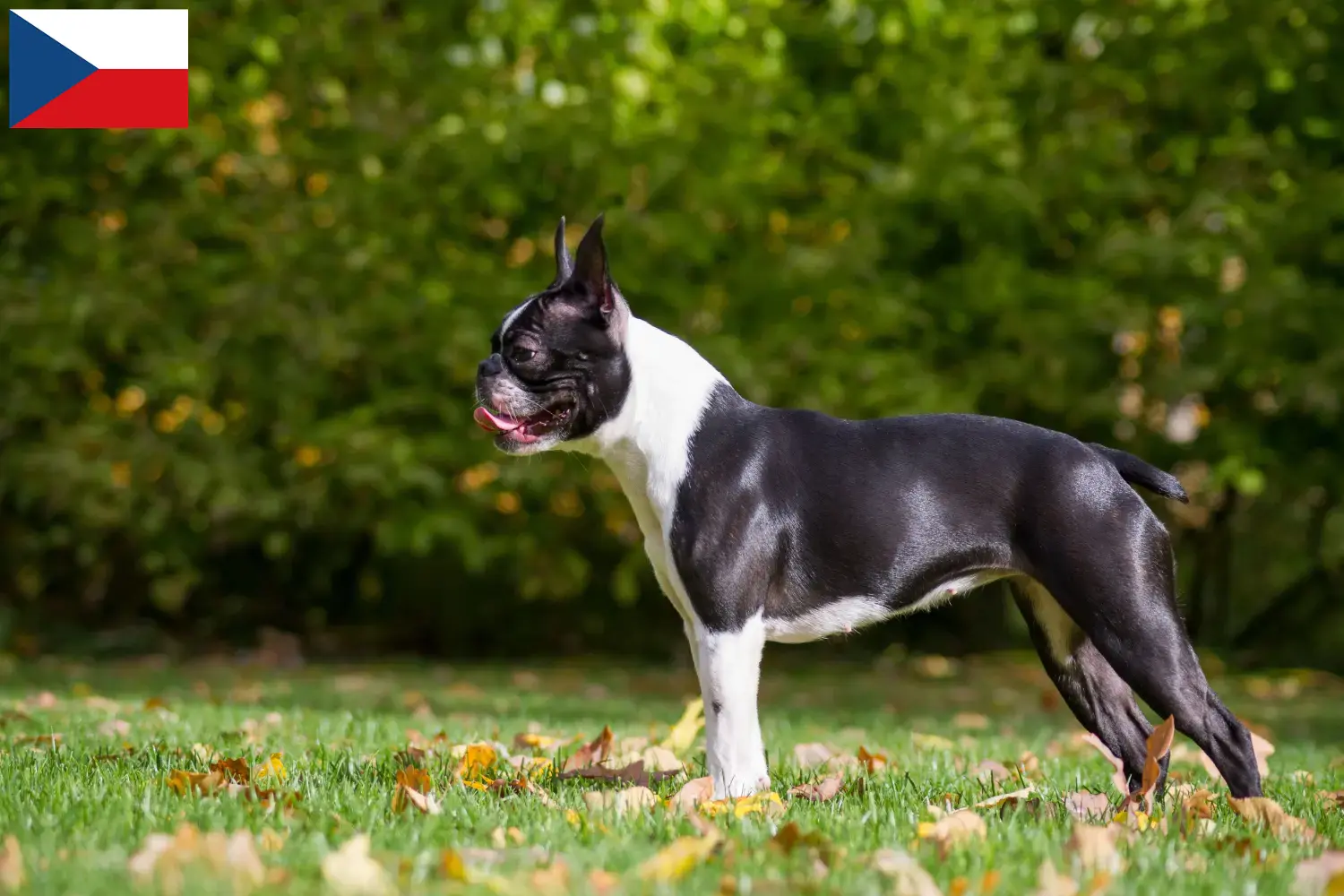 Scopri di più sull'articolo Allevatori di Boston Terrier e cuccioli in Repubblica Ceca