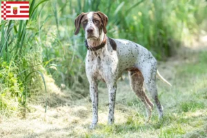 Scopri di più sull'articolo Allevatori di Braque français tipo Pyrénées e cuccioli a Brema