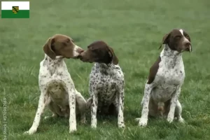 Scopri di più sull'articolo Allevatori di Braque français tipo Pyrénées e cuccioli in Sassonia