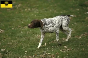 Scopri di più sull'articolo Braque français tipo Pyrénées allevatori e cuccioli in Baden-Württemberg