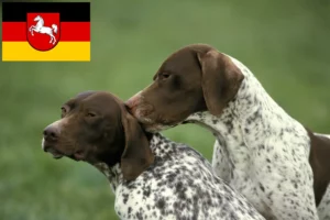 Scopri di più sull'articolo Allevatori di Braque français tipo Pyrénées e cuccioli in Bassa Sassonia
