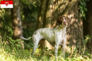 Scopri di più sull'articolo Allevatori di Braque français tipo Pyrénées e cuccioli a Brandeburgo