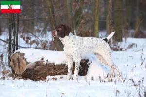 Scopri di più sull'articolo Allevatori di Braque français tipo Pyrénées e cuccioli in Renania Settentrionale-Vestfalia