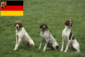 Scopri di più sull'articolo Allevatori di Braque français tipo Pyrénées e cuccioli in Renania-Palatinato