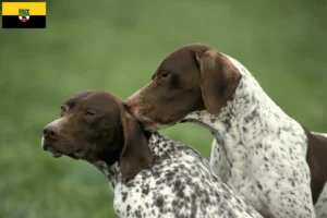 Scopri di più sull'articolo Allevatori di Braque français tipo Pyrénées e cuccioli in Sassonia-Anhalt