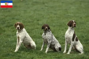 Scopri di più sull'articolo Allevatori di Braque français tipo Pyrénées e cuccioli in Schleswig-Holstein