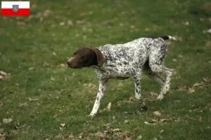 Scopri di più sull'articolo Allevatori di Braque français tipo Pyrénées e cuccioli in Turingia