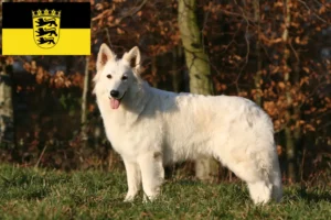 Scopri di più sull'articolo Allevatori e cuccioli di Pastore Svizzero Bianco in Baden-Württemberg