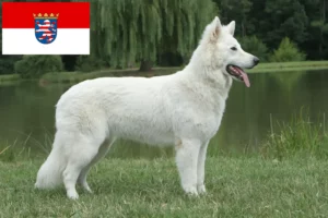 Scopri di più sull'articolo Allevatore di cani da pastore svizzero bianco e cuccioli in Assia