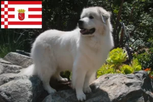 Scopri di più sull'articolo Allevatore di cani da montagna dei Pirenei e cuccioli a Brema