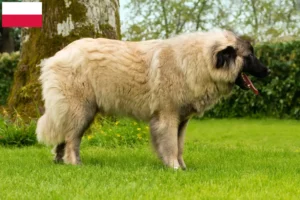 Scopri di più sull'articolo Allevatori di Cão Da Serra Da Estrela e cuccioli in Polonia