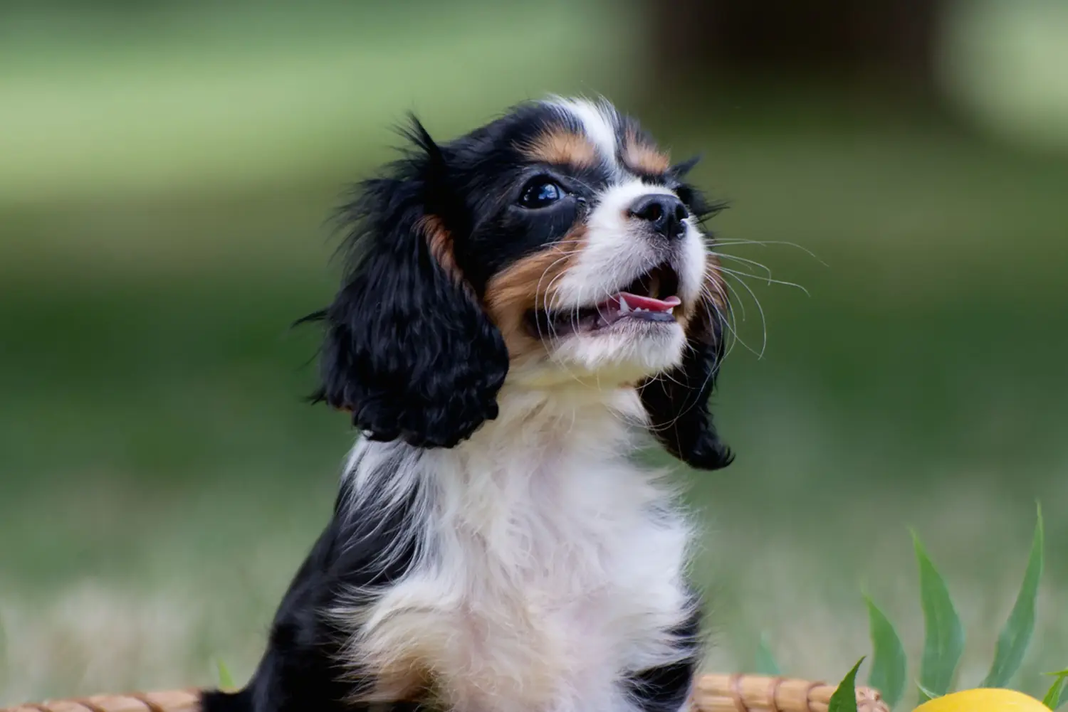 Acquistare un cucciolo di Cavalier King Charles Spaniel significa assumersi delle responsabilità! Comprare cuccioli di Cavalier King Charles Spaniel.