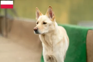Scopri di più sull'articolo Corea Jindo Allevatori di cani e cuccioli in Polonia
