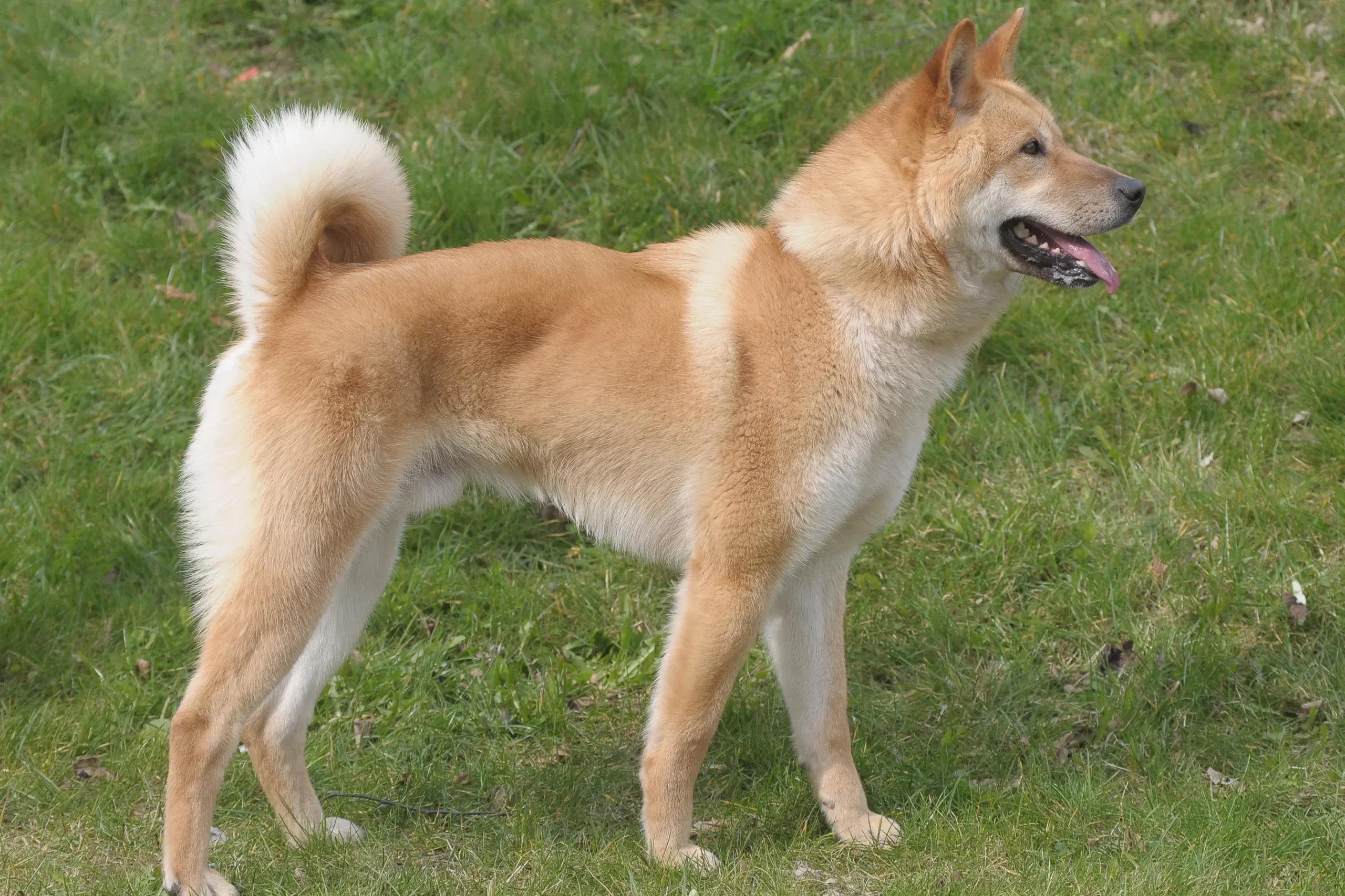 Scopri di più sull'articolo Corea Jindo Allevatore di cani