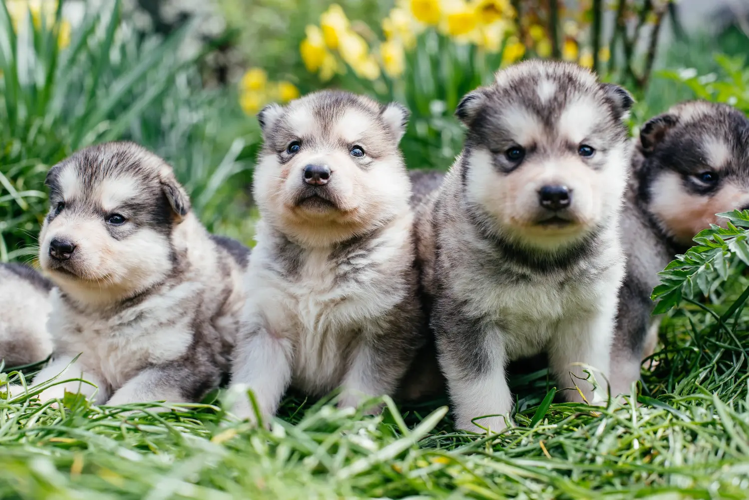 Acquistare un cucciolo di Alaskan Malamute significa assumersi delle responsabilità! Comprare cuccioli di Alaskan Malamute.