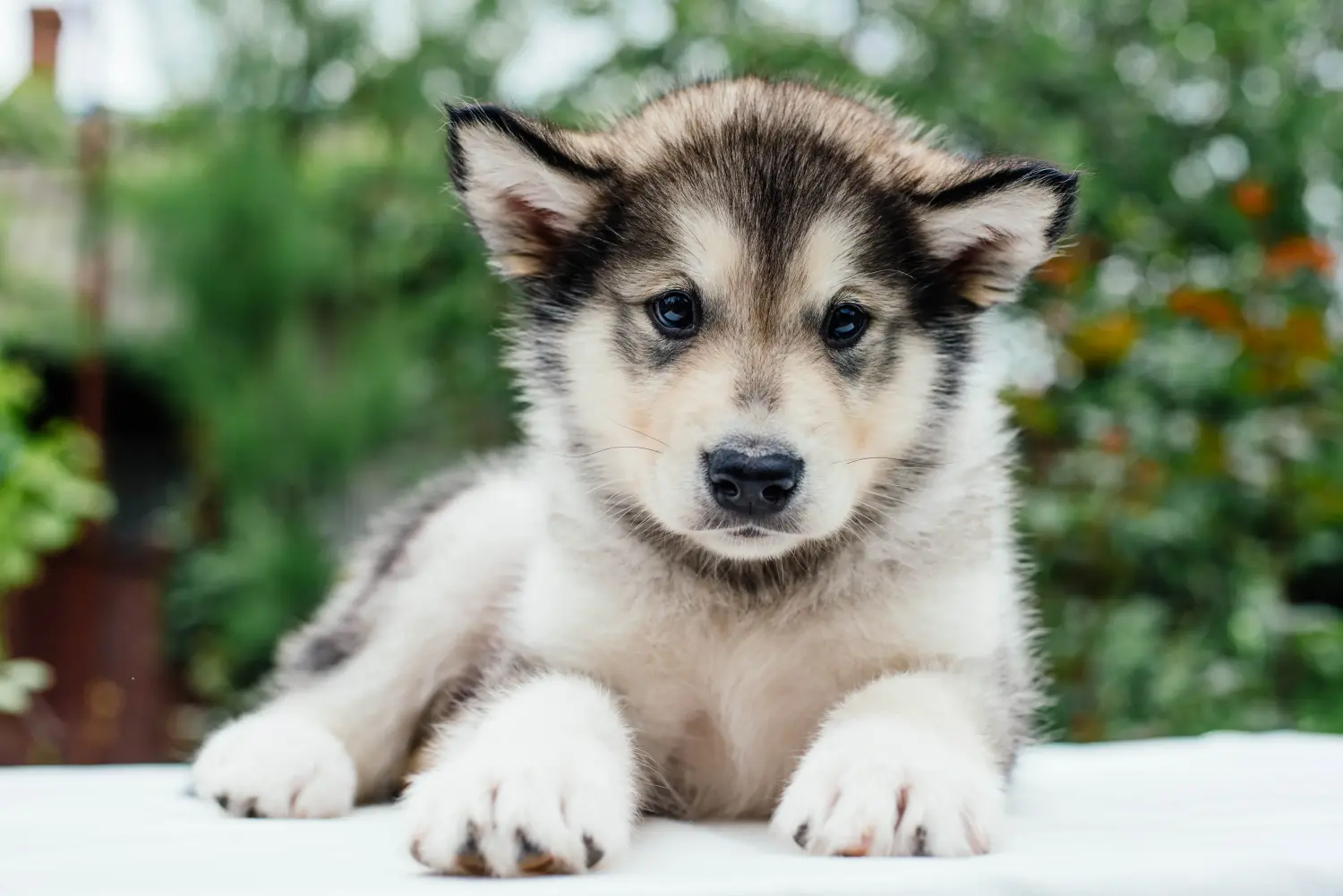 Acquistare un cucciolo di Alaskan Malamute significa assumersi delle responsabilità! Comprare cuccioli di Alaskan Malamute.