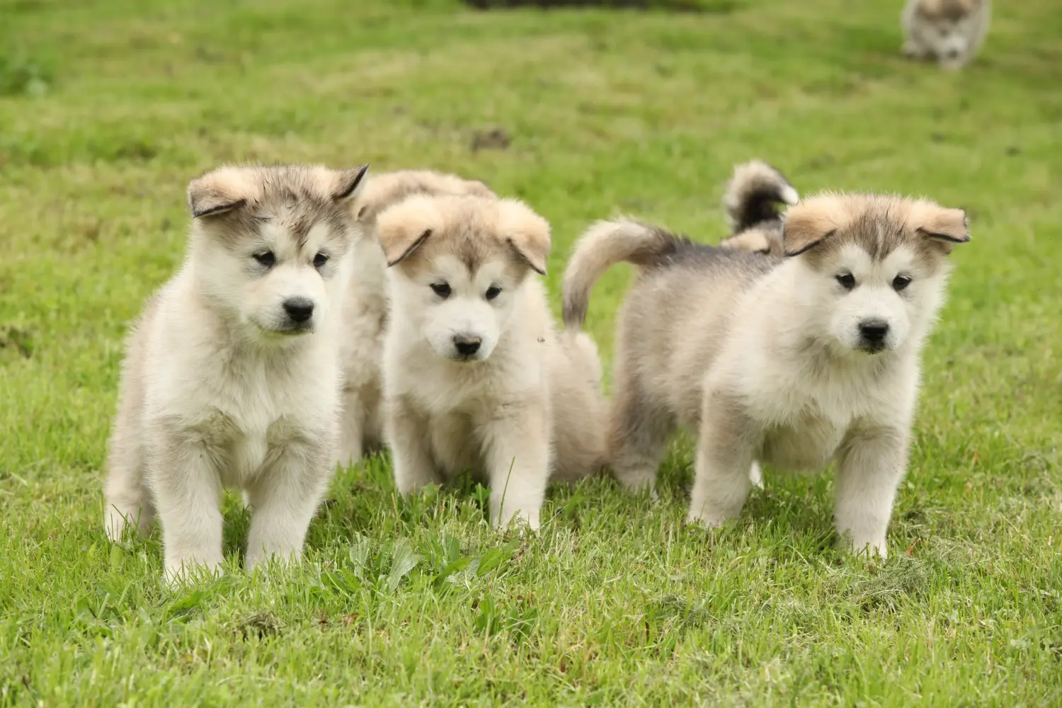 Acquistare un cucciolo di Alaskan Malamute significa assumersi delle responsabilità! Comprare cuccioli di Alaskan Malamute.