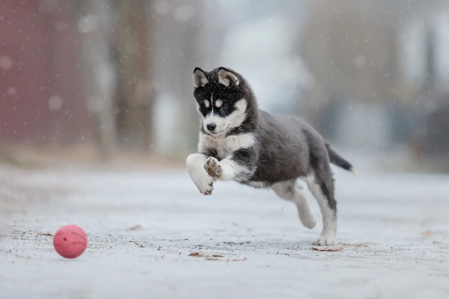 Acquistare un cucciolo di Alaskan Malamute significa assumersi delle responsabilità! Comprare cuccioli di Alaskan Malamute.