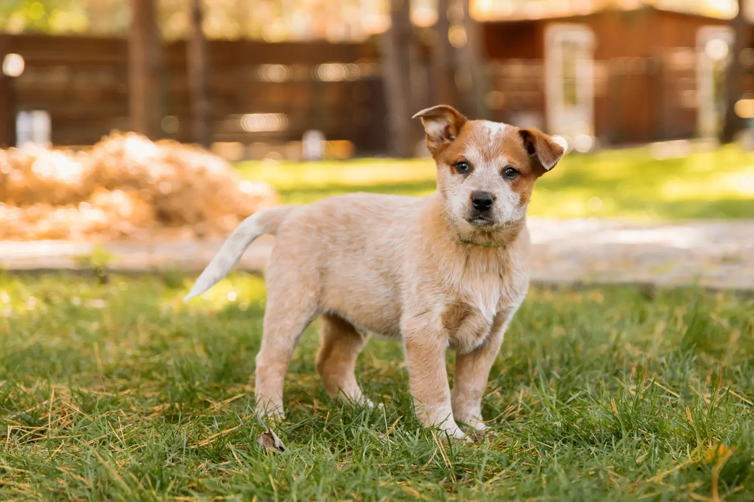 Acquistare un cucciolo di Australian Cattle Dog significa assumersi delle responsabilità! Comprare cuccioli di Australian Cattle Dog.