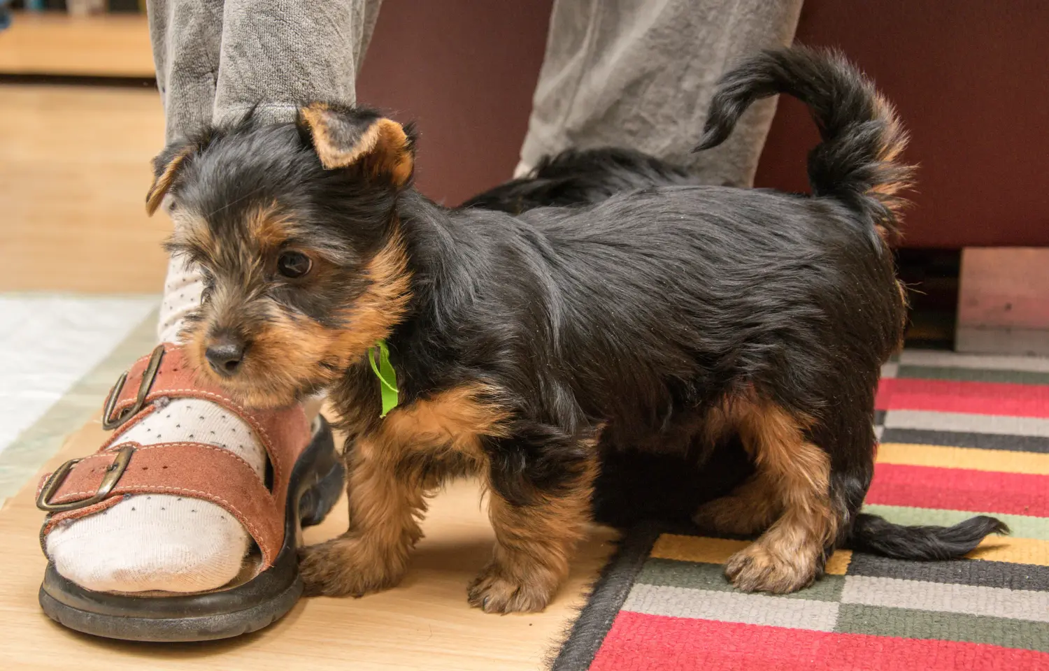 Acquistare un cucciolo di Australian Silky Terrier significa assumersi delle responsabilità! Comprare cuccioli di Australian Silky Terrier.