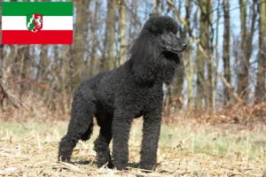 Scopri di più sull'articolo Allevatori di Barboncini e cuccioli in Nord Reno-Westfalia