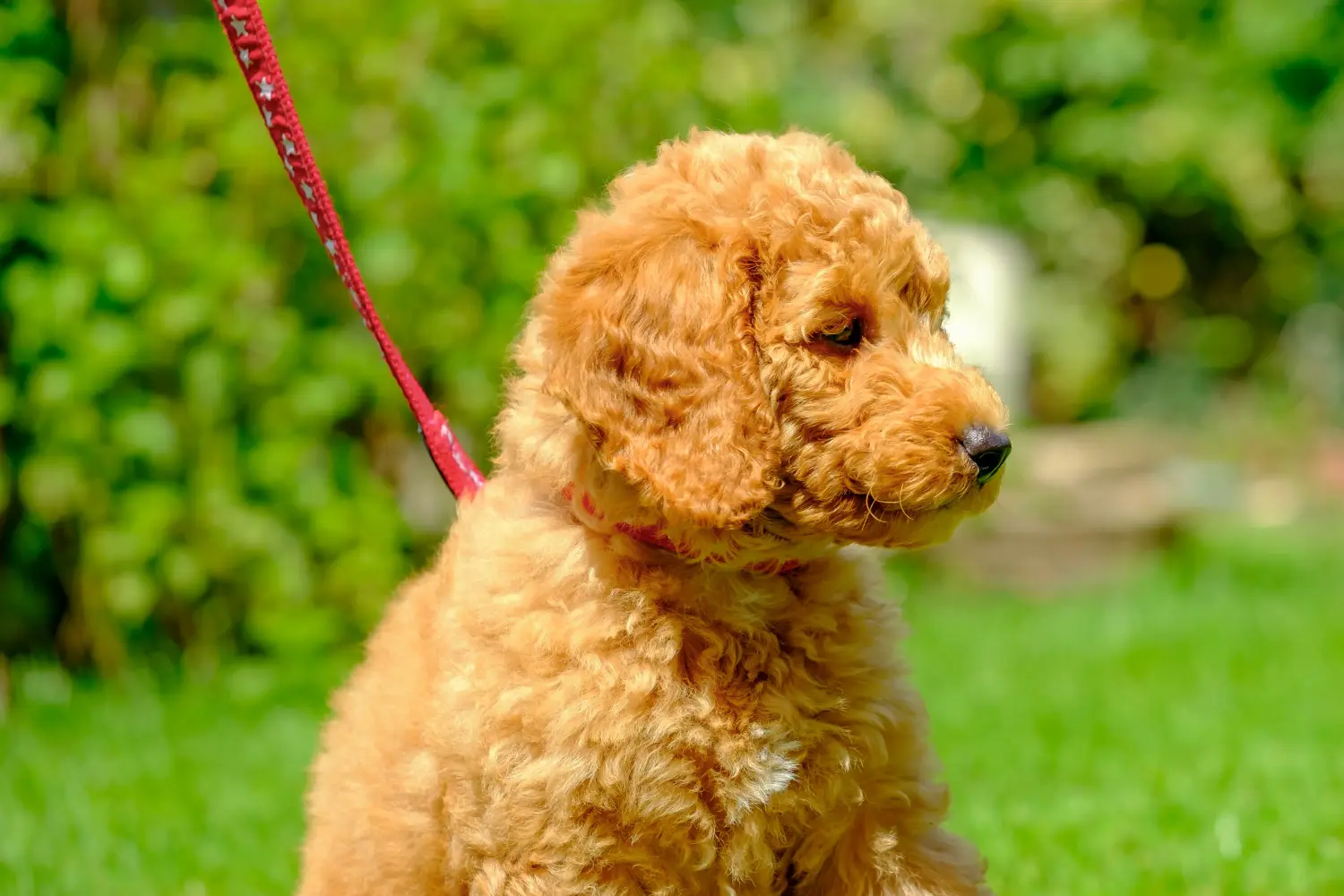 Acquistare un cucciolo di barboncino significa assumersi delle responsabilità! Comprare cuccioli di barboncino.
