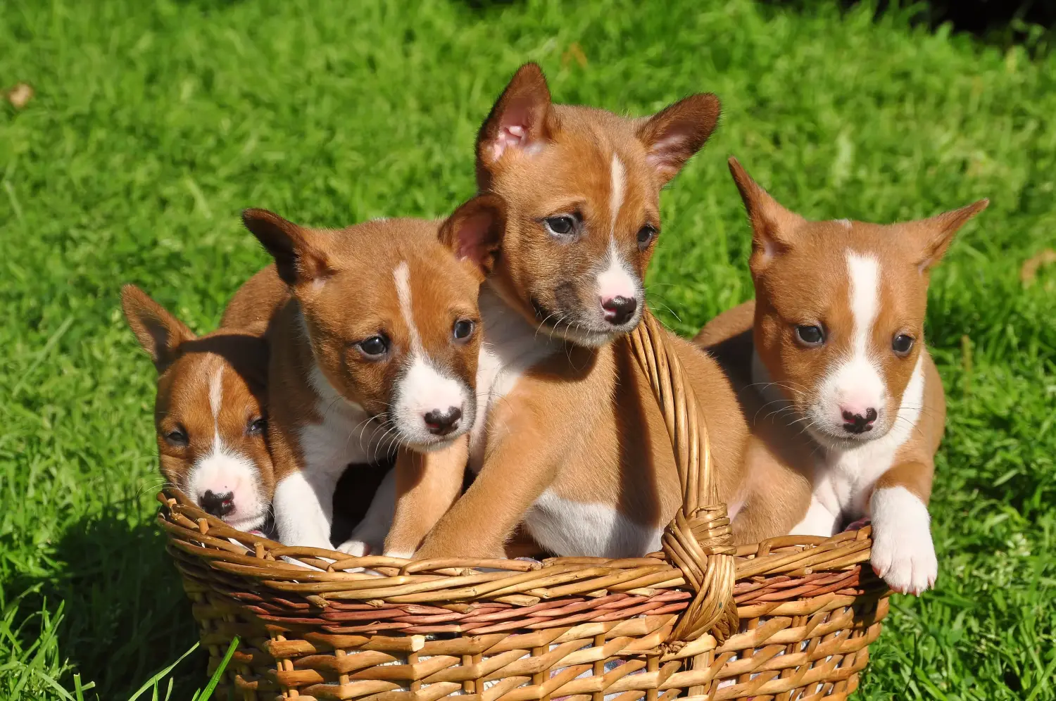 Acquistare un cucciolo di Basenji significa assumersi delle responsabilità! Acquistare cuccioli di Basenji.
