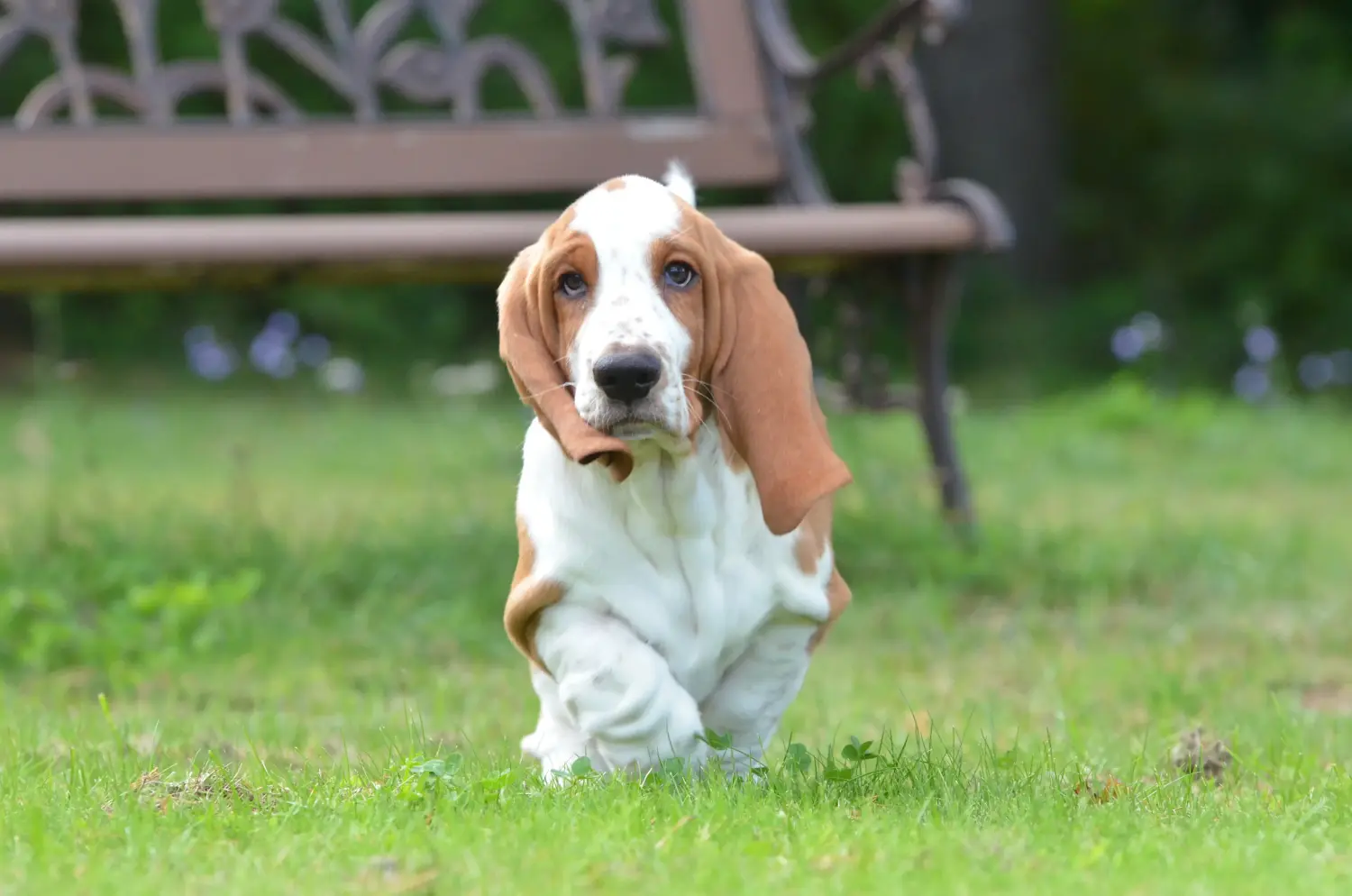 Acquistare un cucciolo di Basset Hound significa assumersi delle responsabilità! Comprare cuccioli di Basset Hound.