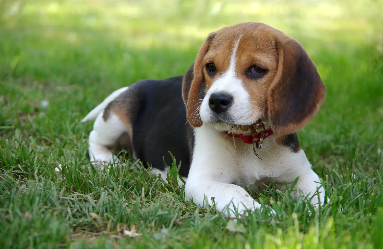 Acquistare un cucciolo di Beagle significa assumersi delle responsabilità! Acquistare cuccioli di Beagle.