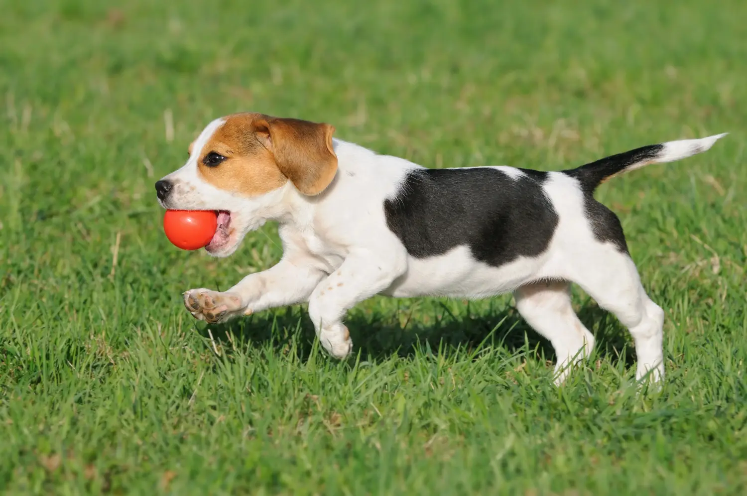 Acquistare un cucciolo di Beagle significa assumersi delle responsabilità! Acquistare cuccioli di Beagle.