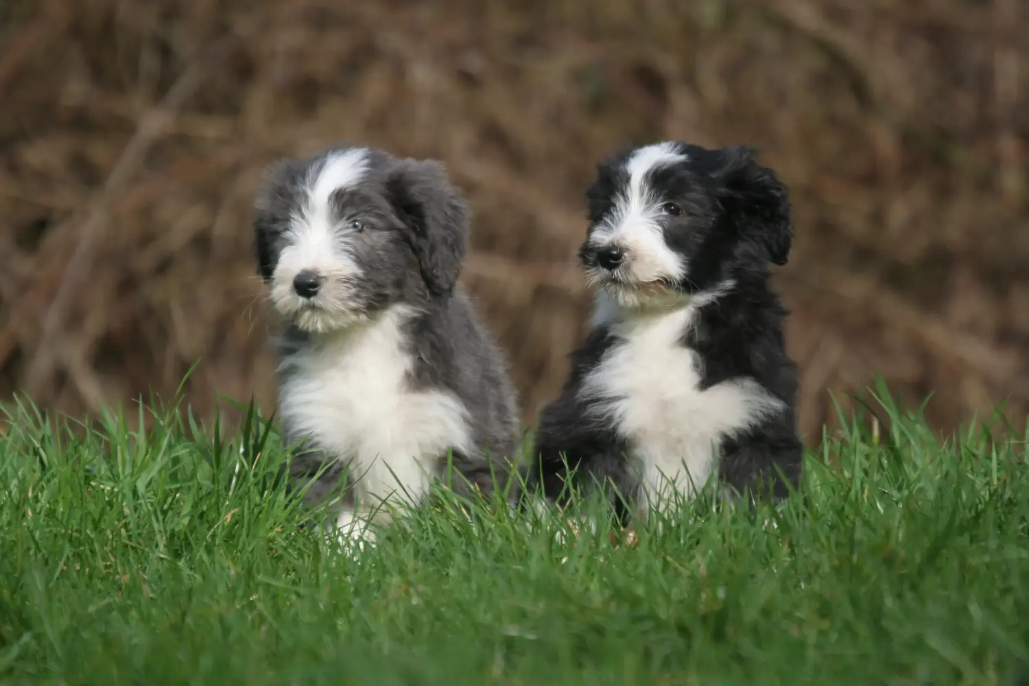 Acquistare un cucciolo di Bearded Collie significa assumersi delle responsabilità! Comprare cuccioli di Bearded Collie.