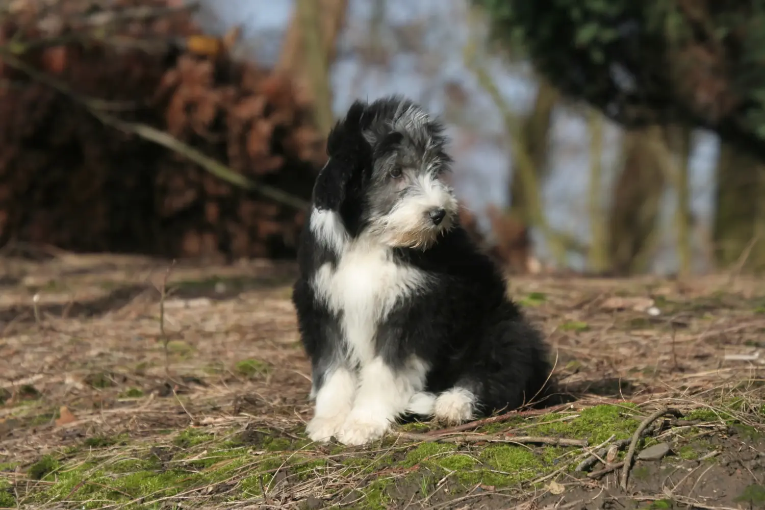 Acquistare un cucciolo di Bearded Collie significa assumersi delle responsabilità! Comprare cuccioli di Bearded Collie.