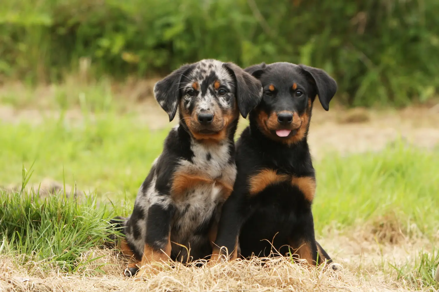 Acquistare un cucciolo di Beauceron significa assumersi delle responsabilità! Comprare cuccioli di Beauceron.