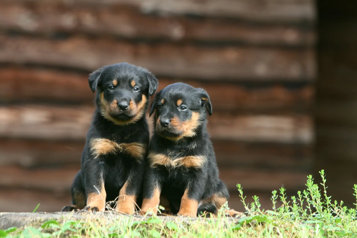 Acquistare un cucciolo di Beauceron significa assumersi delle responsabilità! Comprare cuccioli di Beauceron.