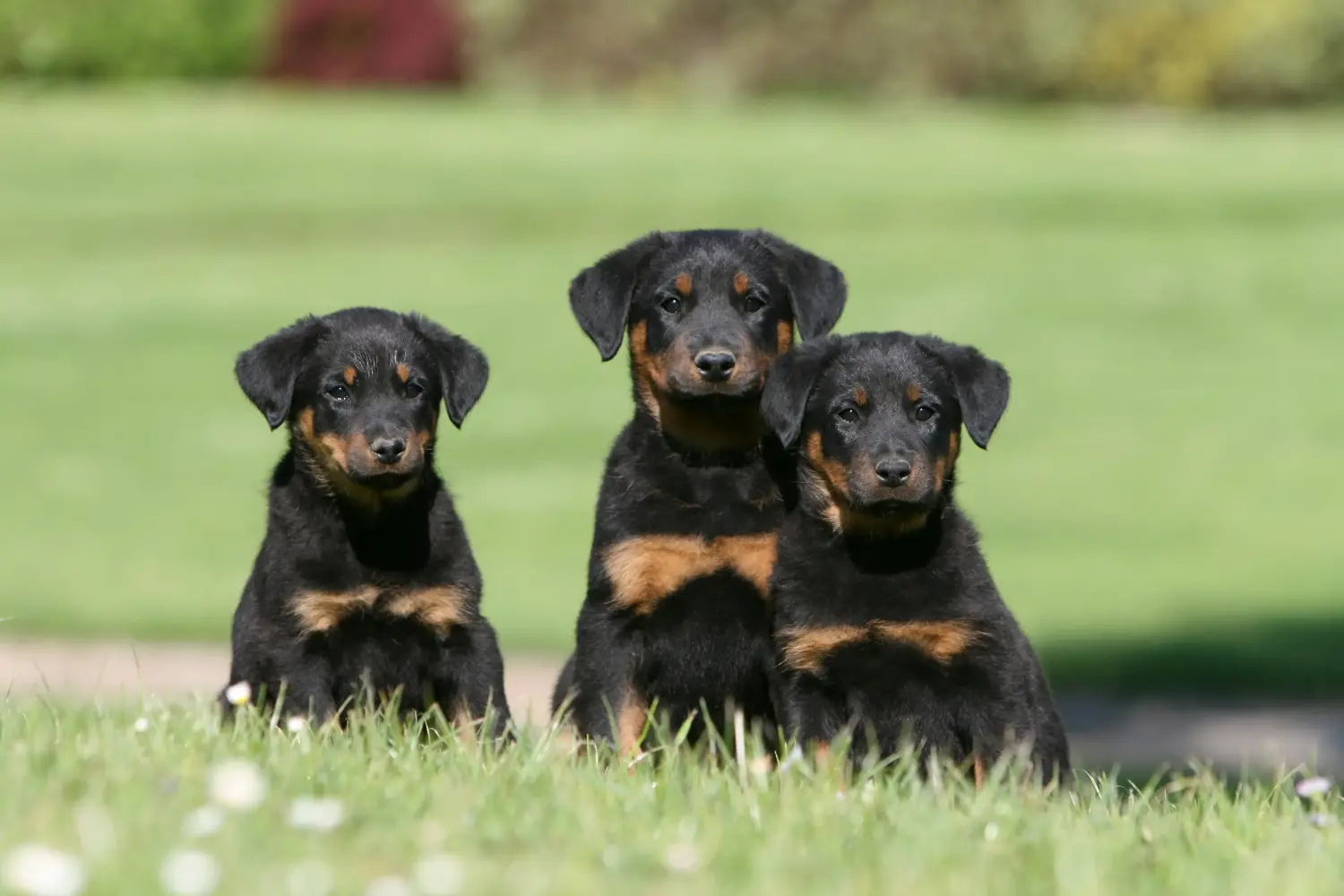 Acquistare un cucciolo di Beauceron significa assumersi delle responsabilità! Comprare cuccioli di Beauceron.