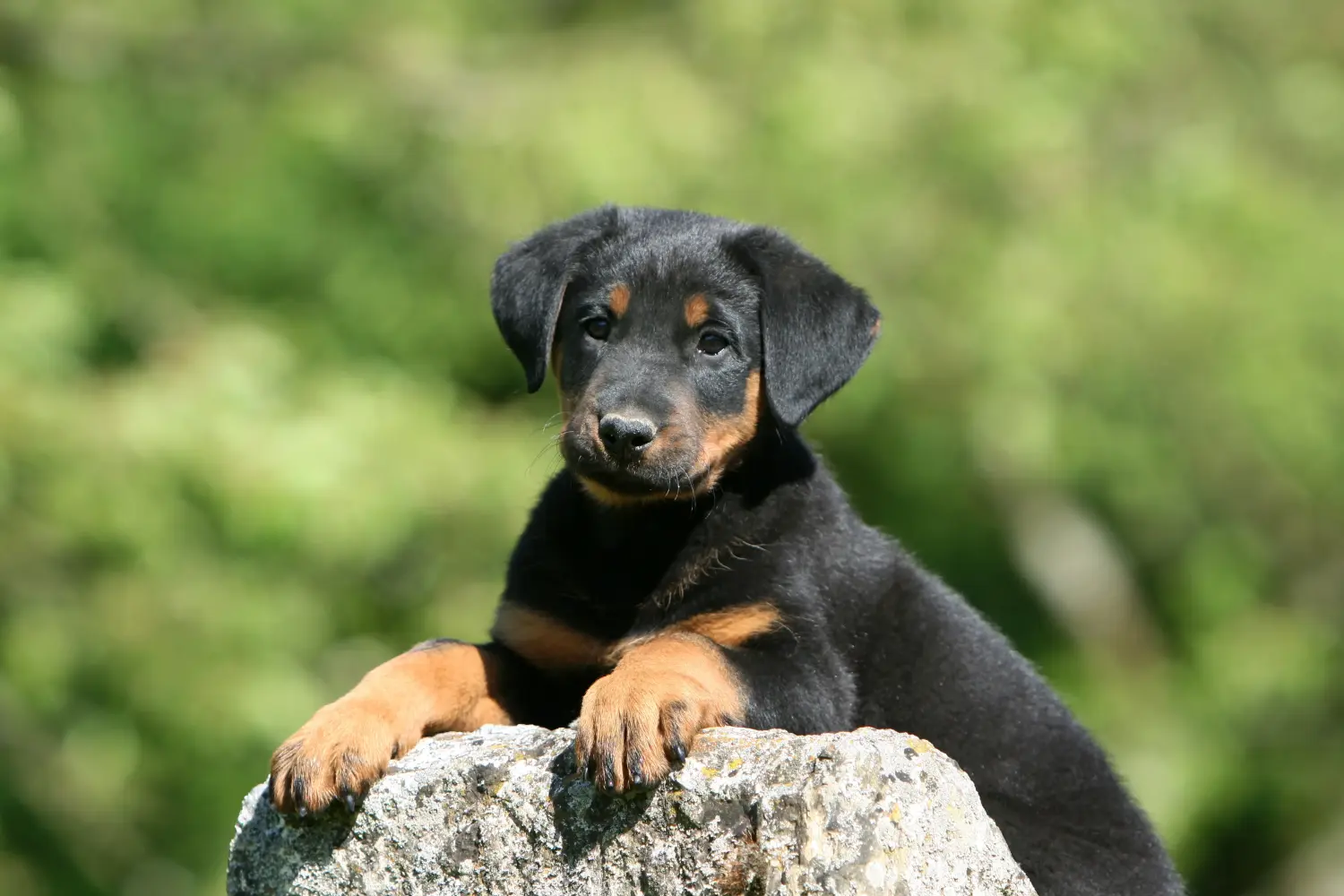 Acquistare un cucciolo di Beauceron significa assumersi delle responsabilità! Comprare cuccioli di Beauceron.