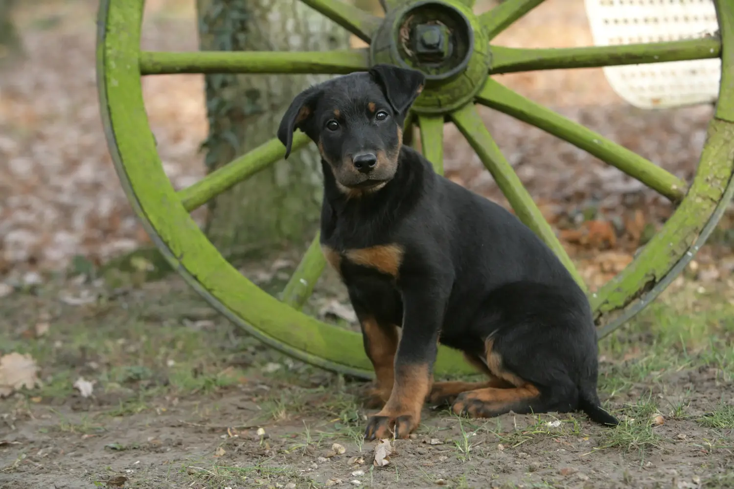 Acquistare un cucciolo di Beauceron significa assumersi delle responsabilità! Comprare cuccioli di Beauceron.