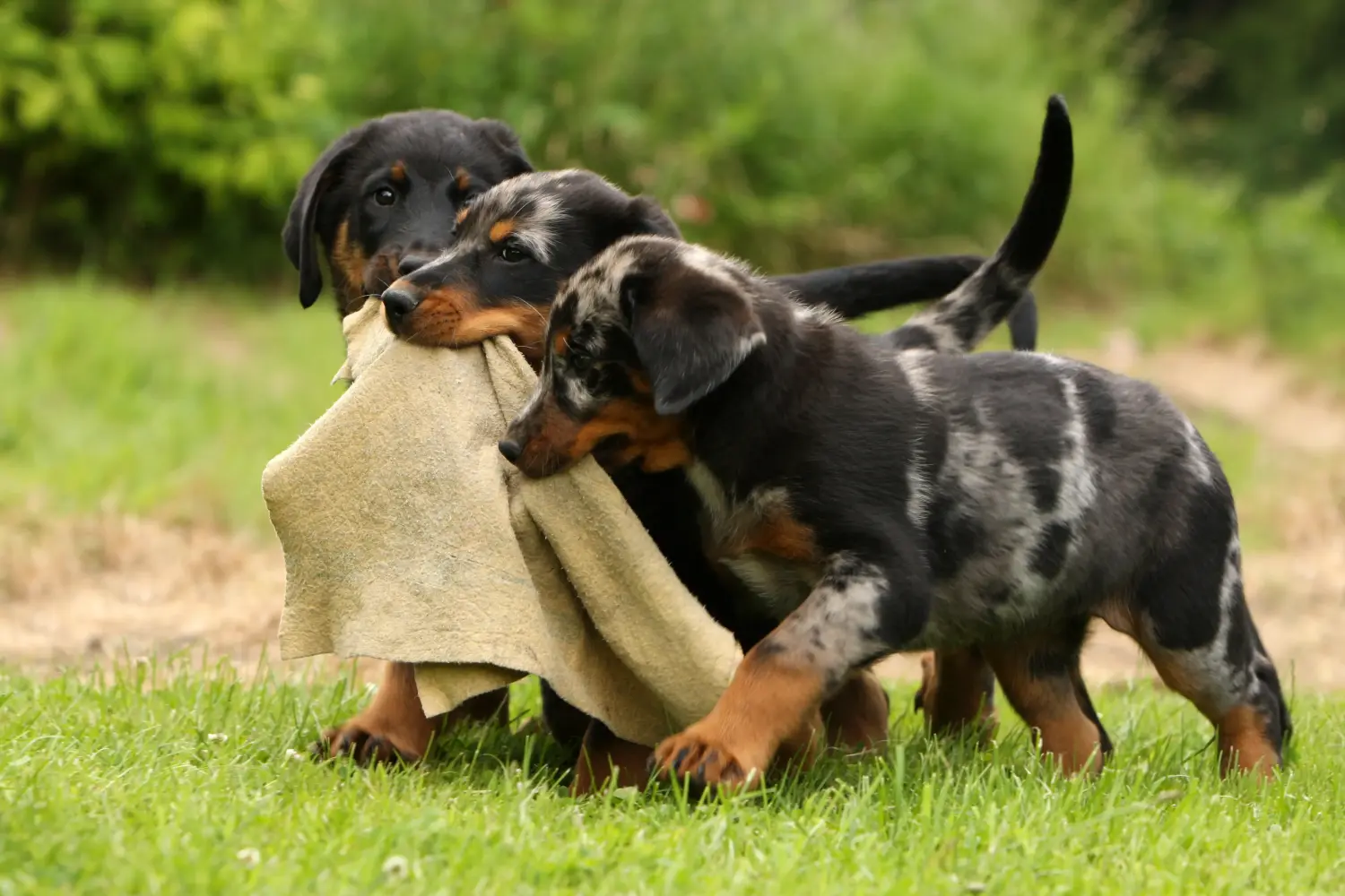 Acquistare un cucciolo di Beauceron significa assumersi delle responsabilità! Comprare cuccioli di Beauceron.