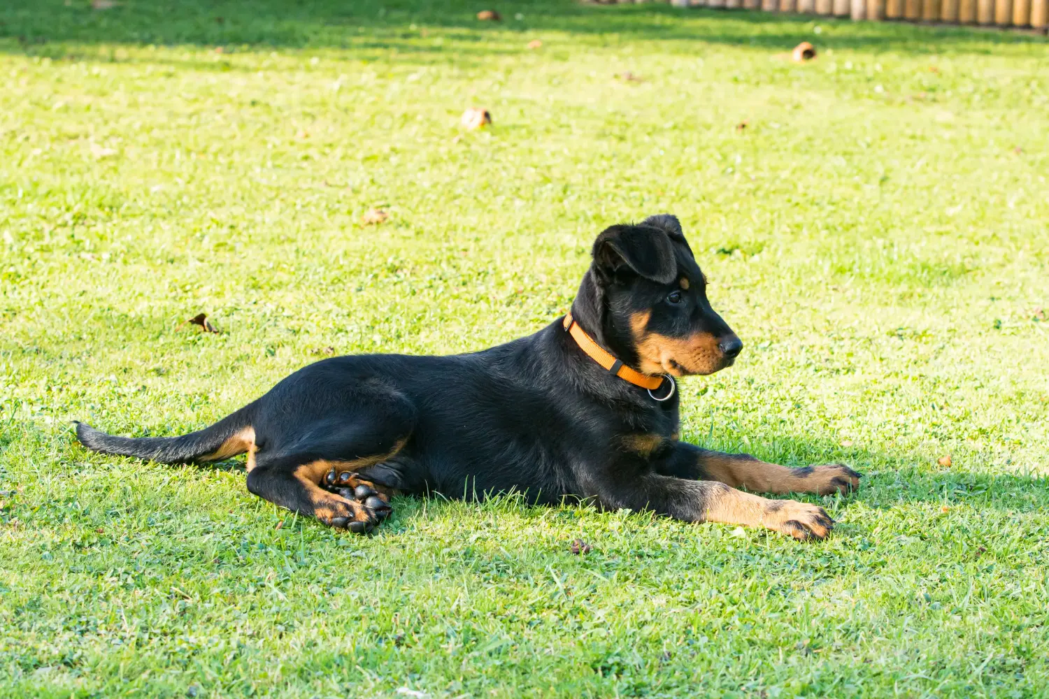 Acquistare un cucciolo di Beauceron significa assumersi delle responsabilità! Comprare cuccioli di Beauceron.