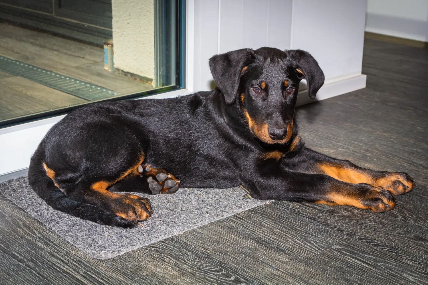 Acquistare un cucciolo di Beauceron significa assumersi delle responsabilità! Comprare cuccioli di Beauceron.