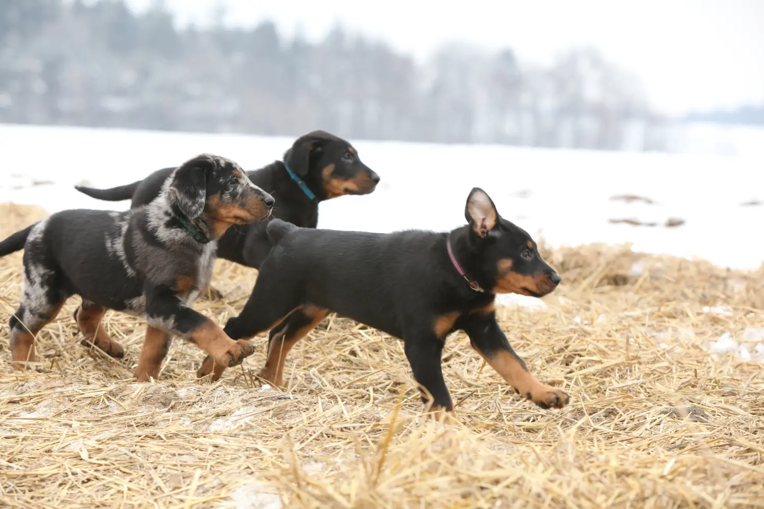 Acquistare un cucciolo di Beauceron significa assumersi delle responsabilità! Comprare cuccioli di Beauceron.